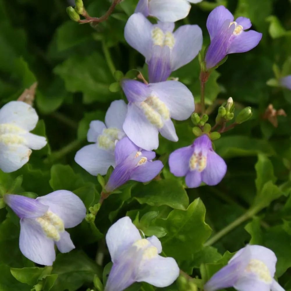 Mazus reptans | Creeping mazus | Marginal Plant