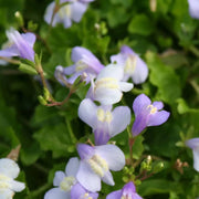 Mazus reptans | Creeping mazus | Marginal Plant