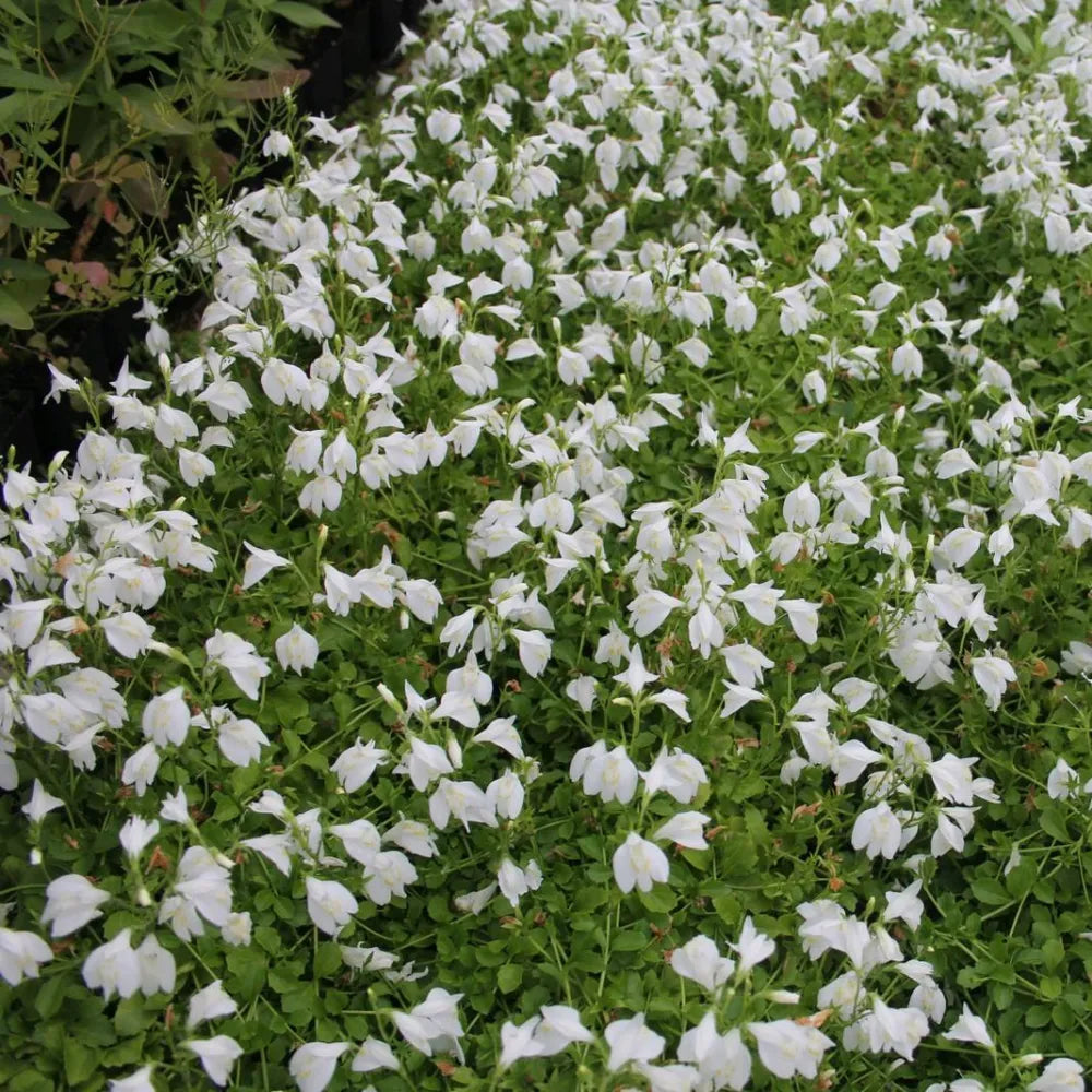 Mazus reptans ‘Alba’ | White mazus | Marginal Plant