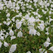 Mazus reptans ‘Alba’ | White mazus | Marginal Plant