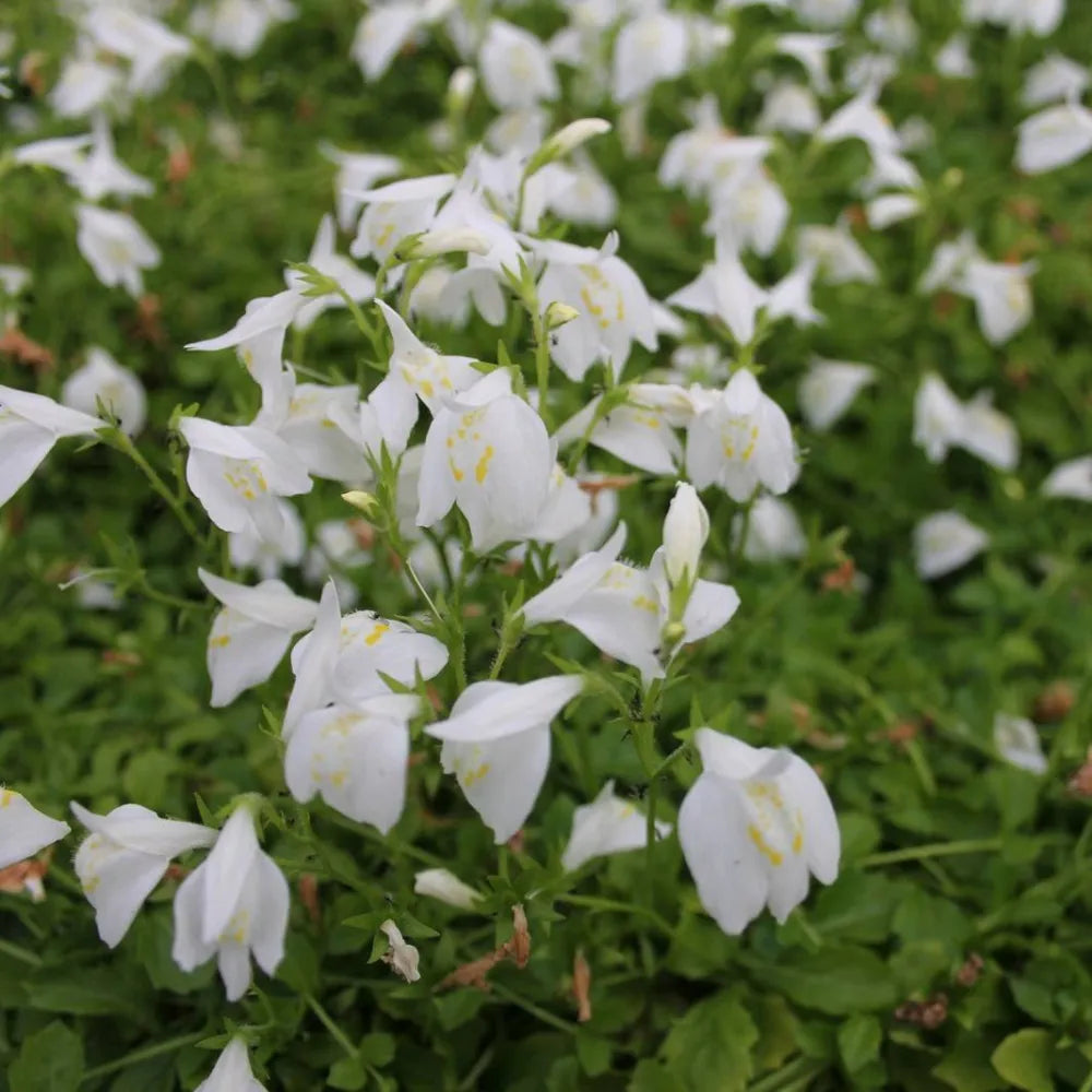 Mazus reptans ‘Alba’ | White mazus | Marginal Plant