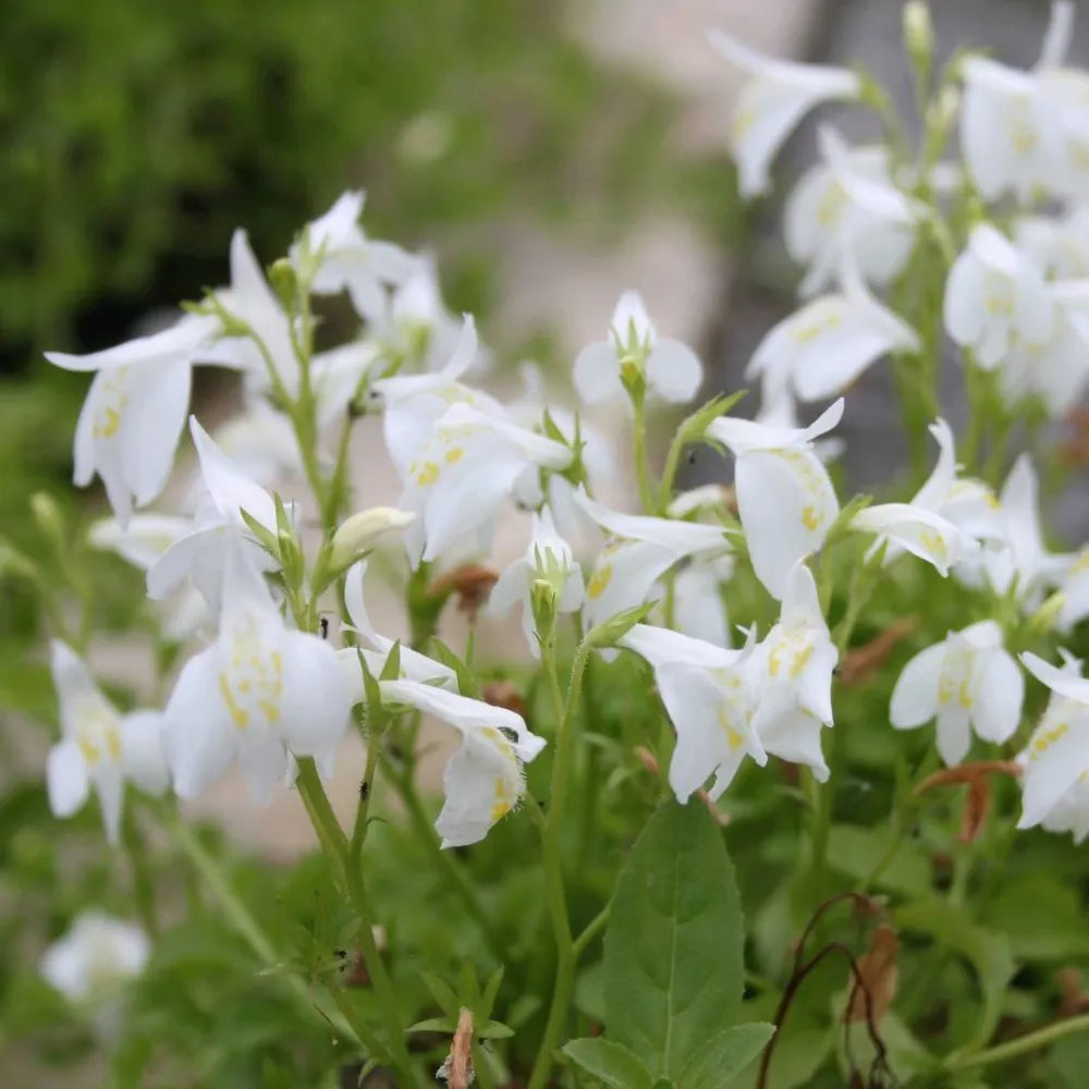 Mazus reptans ‘Alba’ | White mazus | Marginal Plant