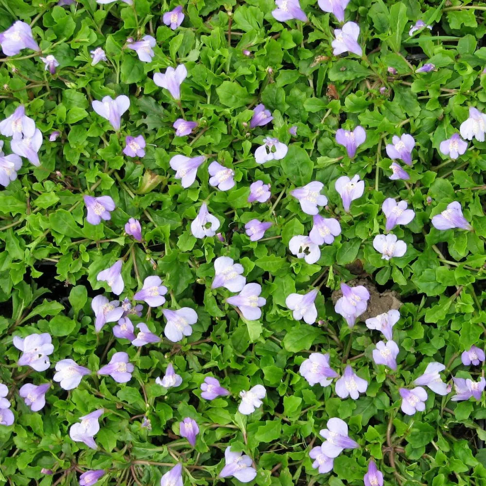 Mazus reptans | Creeping mazus | Marginal Plant