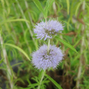 Mentha cervina | Hart’s pennyroyal | Marginal Plant