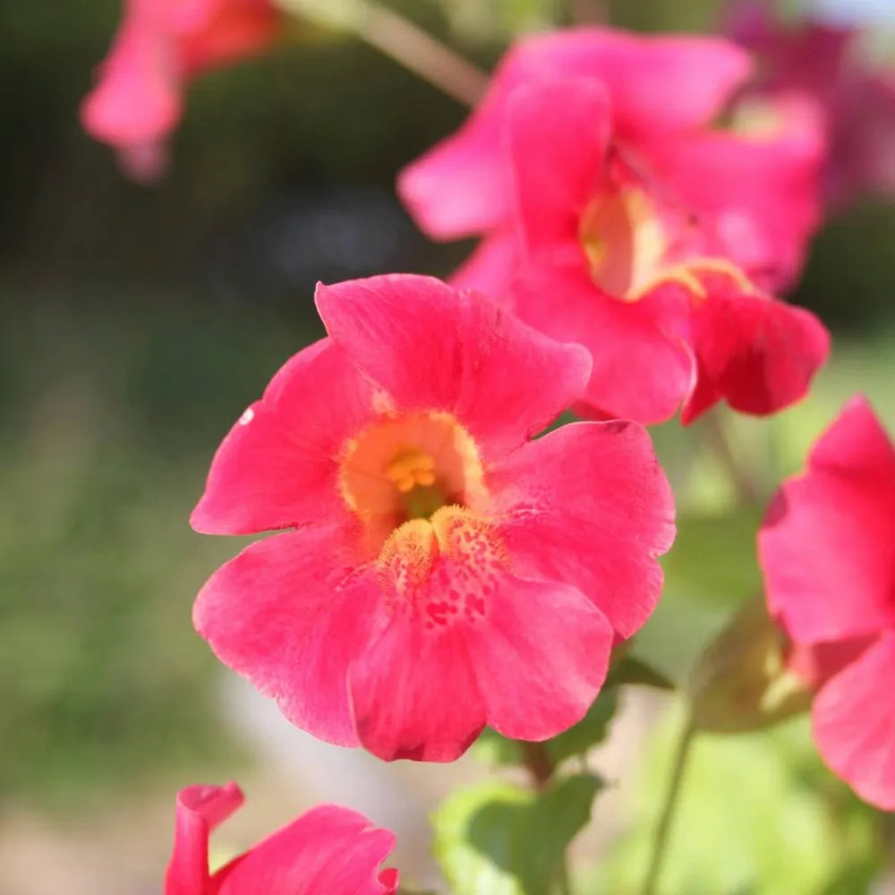 Mimulus cupreus ‘Red Emperor’ | ‘Red Emperor’ monkey‑flower | Marginal Plant