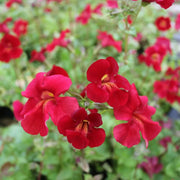 Mimulus cupreus ‘Red Emperor’ | ‘Red Emperor’ monkey‑flower | Marginal Plant