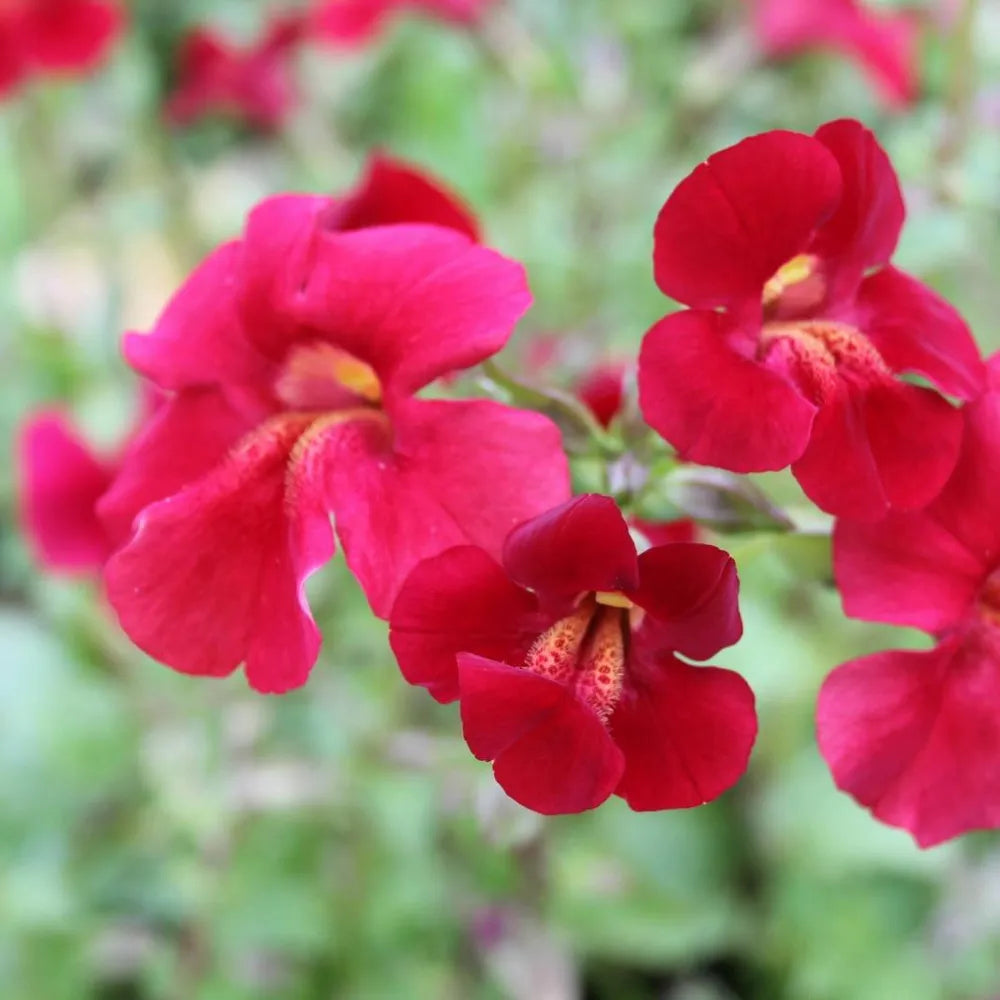 Mimulus cupreus ‘Red Emperor’ | ‘Red Emperor’ monkey‑flower | Marginal Plant