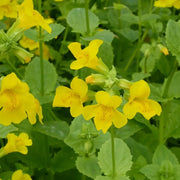 Mimulus guttatus | Seep (common) monkey‑flower | Marginal Plant