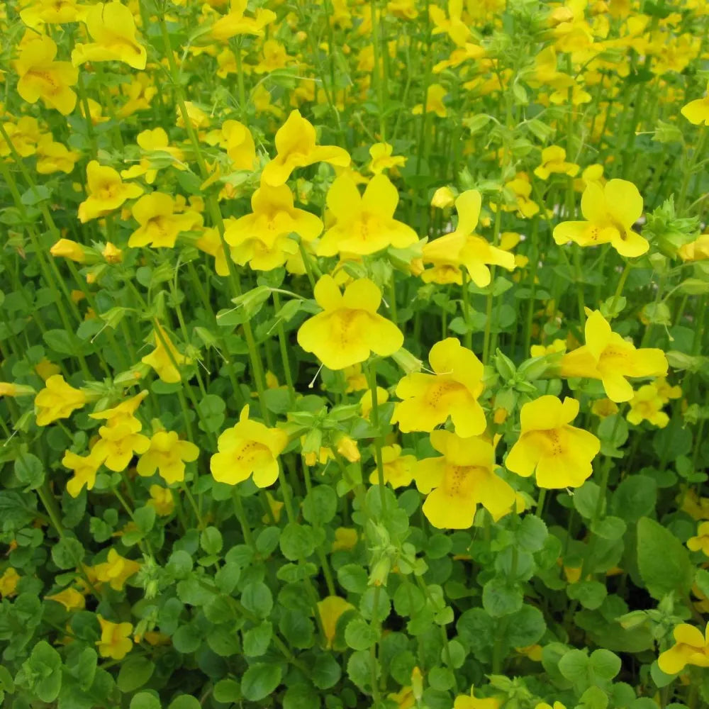Mimulus guttatus | Seep (common) monkey‑flower | Marginal Plant