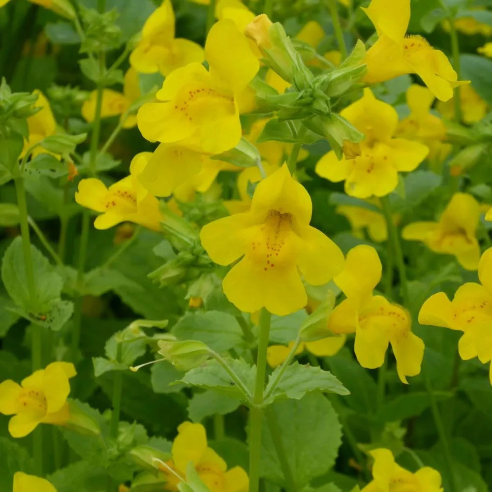 Mimulus guttatus | Seep (common) monkey‑flower | Marginal Plant