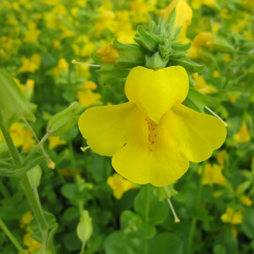 Mimulus guttatus | Seep (common) monkey‑flower | Marginal Plant