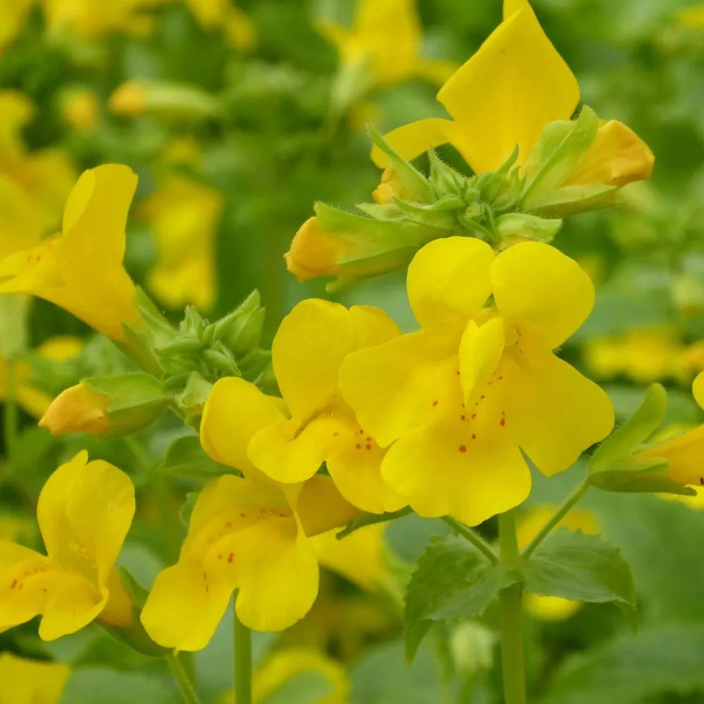 Mimulus guttatus | Seep (common) monkey‑flower | Marginal Plant
