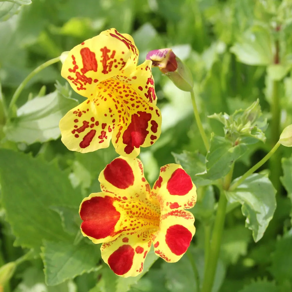Mimulus luteus ‘Queen’s Prize’ | ‘Queen’s Prize’ yellow monkey‑flower | Marginal Plant