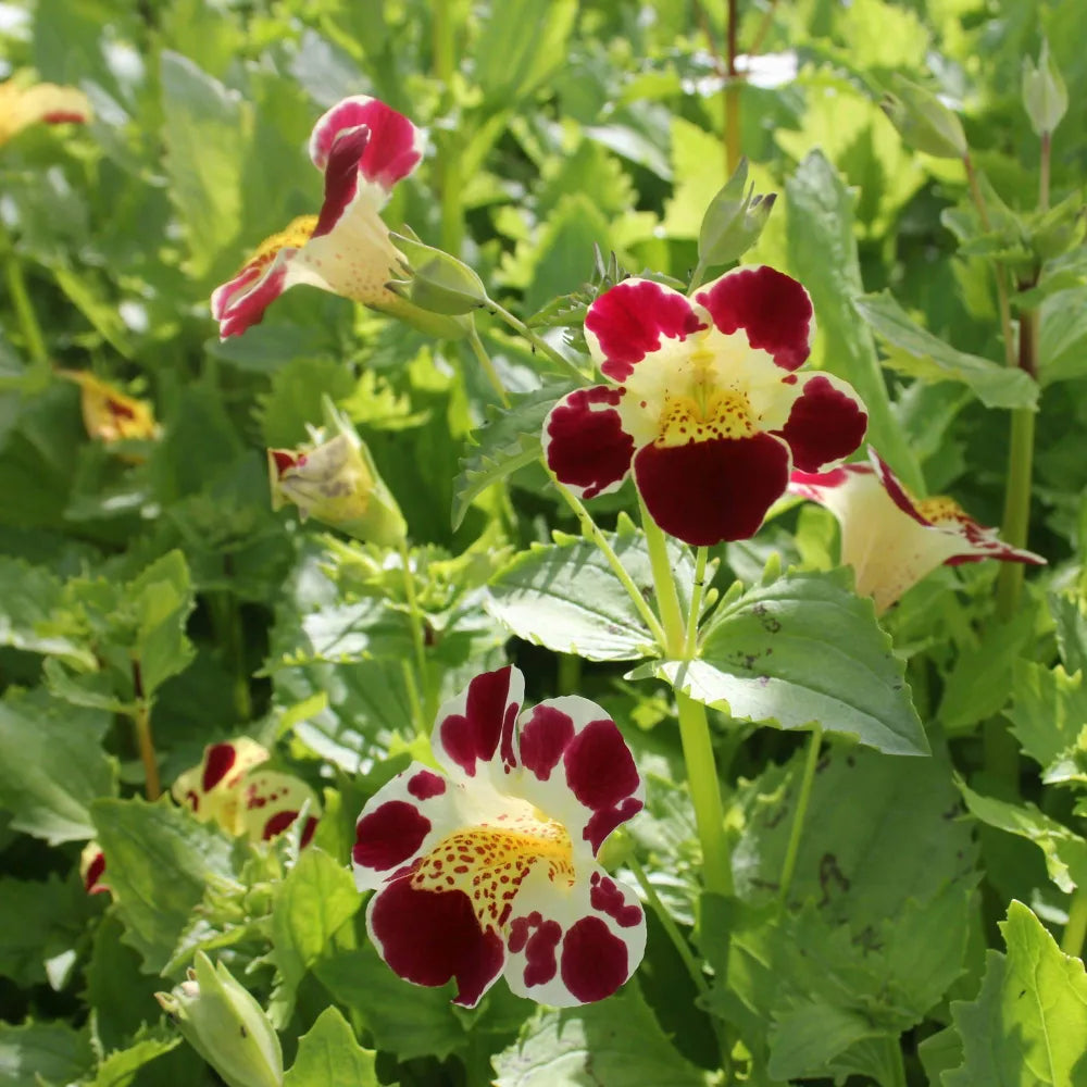 Mimulus luteus ‘Queen’s Prize’ | ‘Queen’s Prize’ yellow monkey‑flower | Marginal Plant