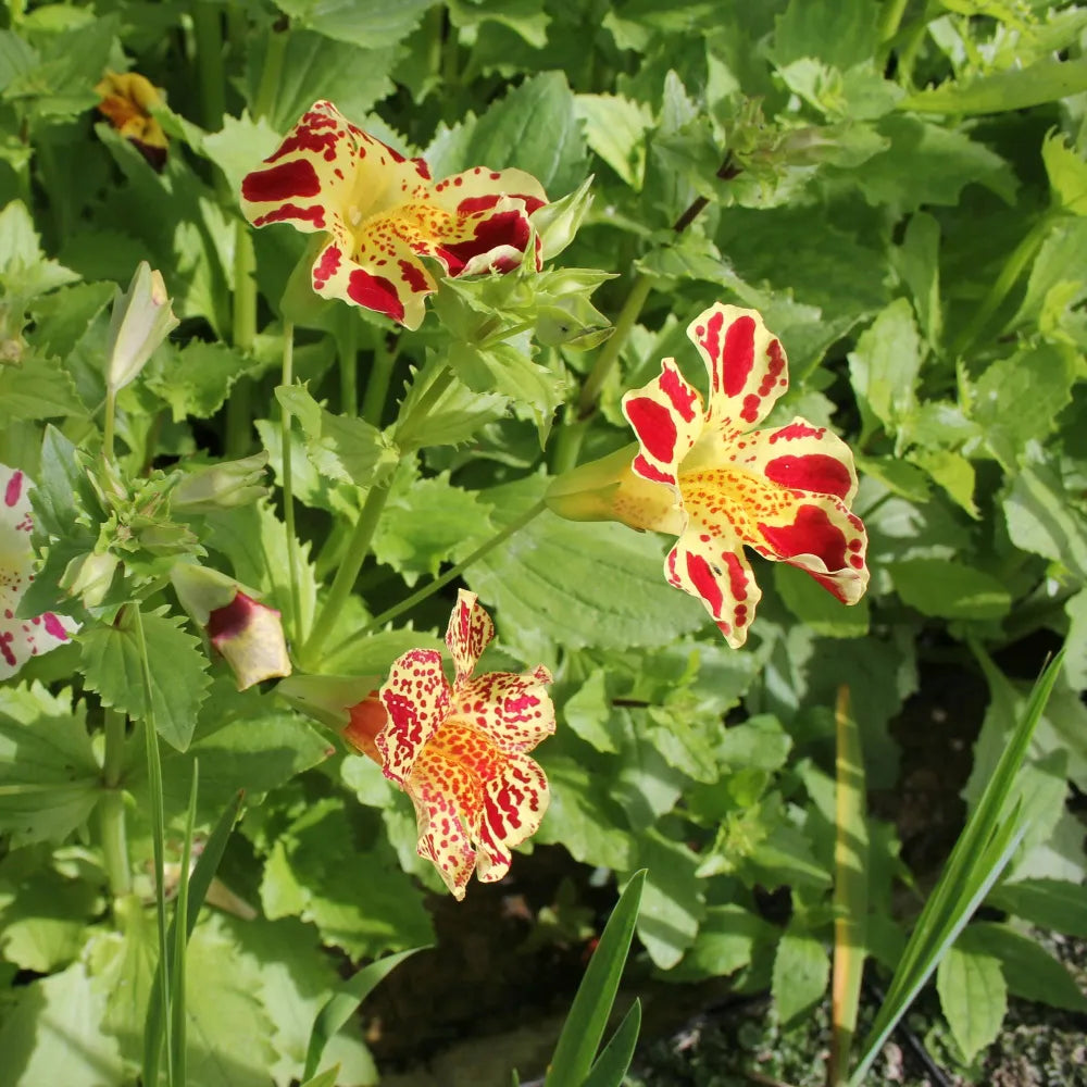 Mimulus luteus ‘Queen’s Prize’ | ‘Queen’s Prize’ yellow monkey‑flower | Marginal Plant