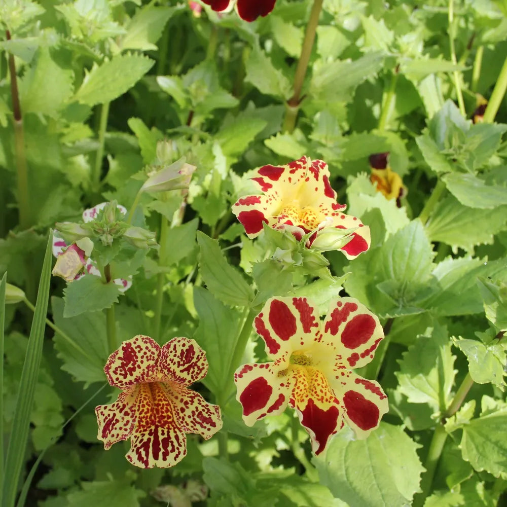 Mimulus luteus ‘Queen’s Prize’ | ‘Queen’s Prize’ yellow monkey‑flower | Marginal Plant