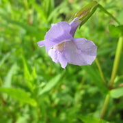 Mimulus ringens | Allegheny monkey‑flower | Marginal Plant