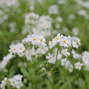 Myosotis scorpioides ‘Snowflakes’ | ‘Snowflakes’ water forget‑me‑not | Marginal Plant