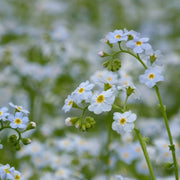 Myosotis scorpioides | Water forget‑me‑not | Marginal Plant