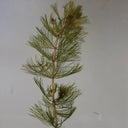 Myriophyllum spicatum | Spiked water‑milfoil | Oxygenating Plant