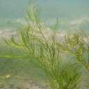 Myriophyllum verticillatum | Whorled water‑milfoil | Oxygenating Plant