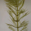 Myriophyllum verticillatum | Whorled water‑milfoil | Oxygenating Plant