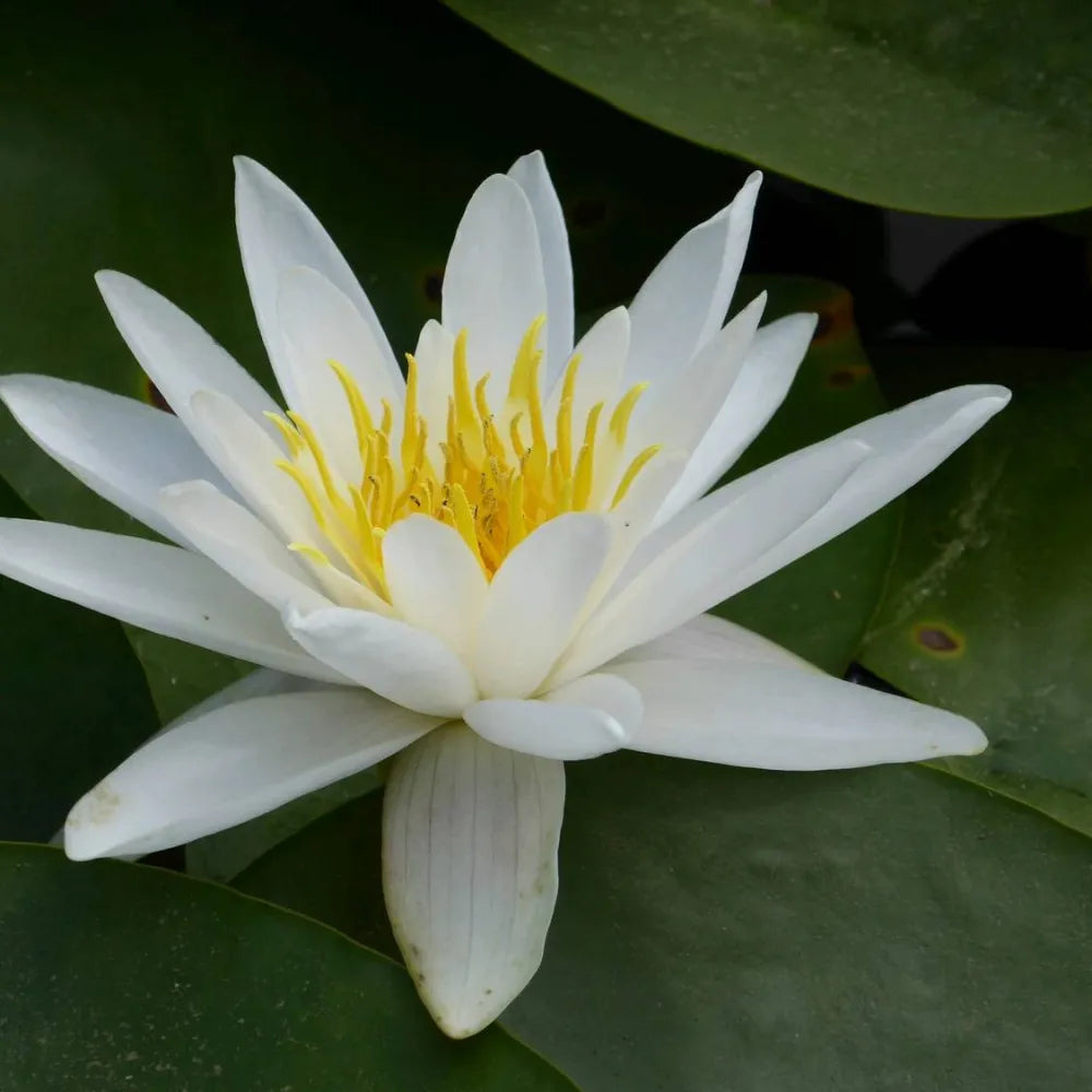 Nymphaea alba | European white water lily