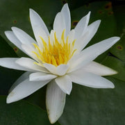 Nymphaea alba | European white water lily