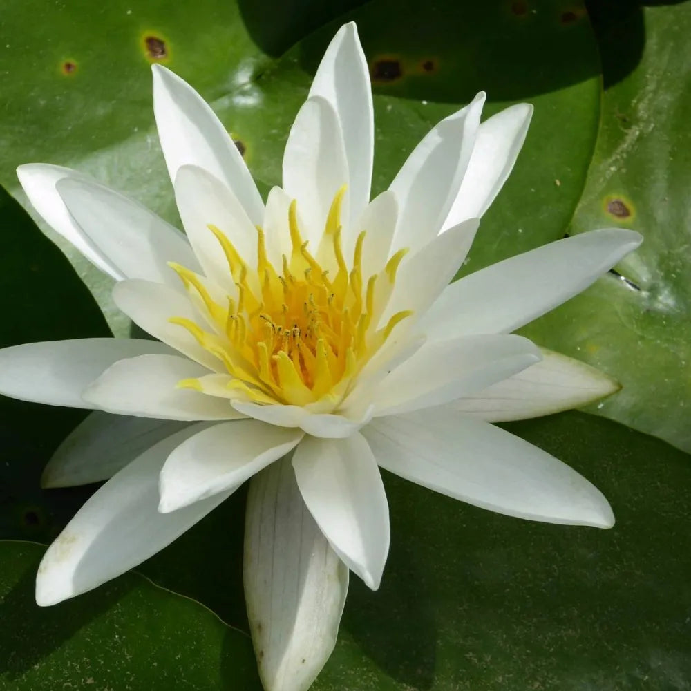 Nymphaea alba | European white water lily