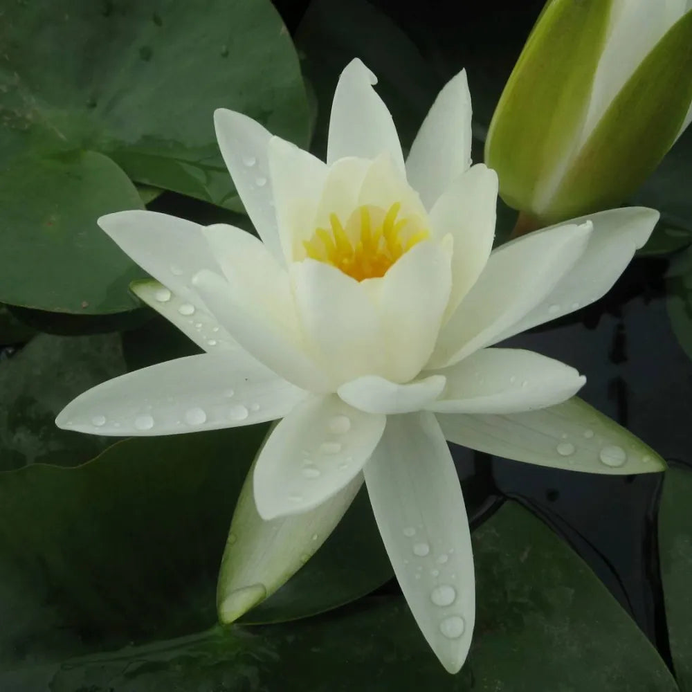 white water lily nymphaea alba Nymphaea alba