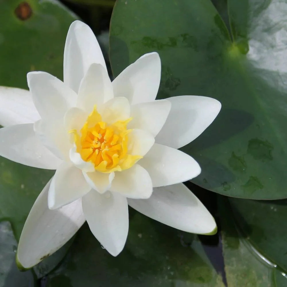 Nymphaea ‘Albatross’ | ‘Albatross’ water lily