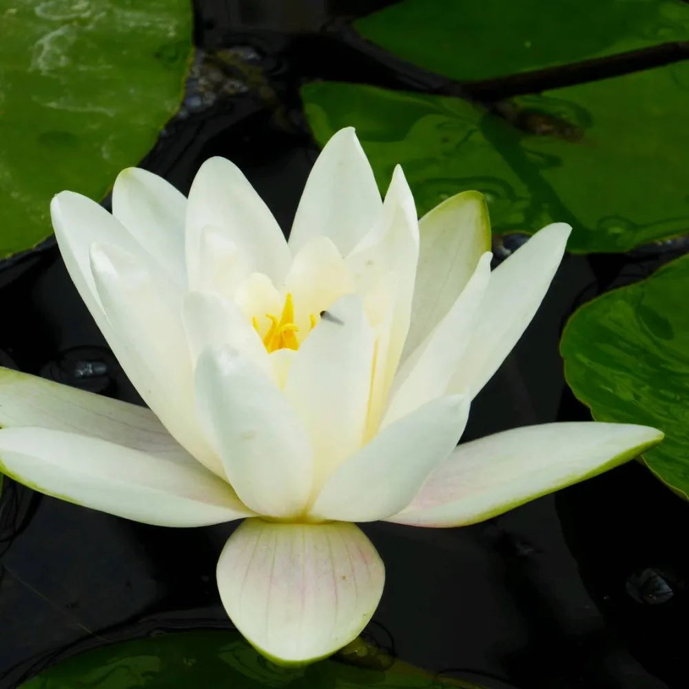 Nymphaea ‘Albatross’ | ‘Albatross’ water lily