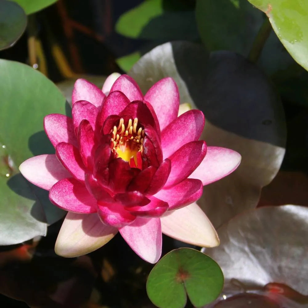 Nymphaea ‘Almost Black’ | ‘Almost Black’ water lily