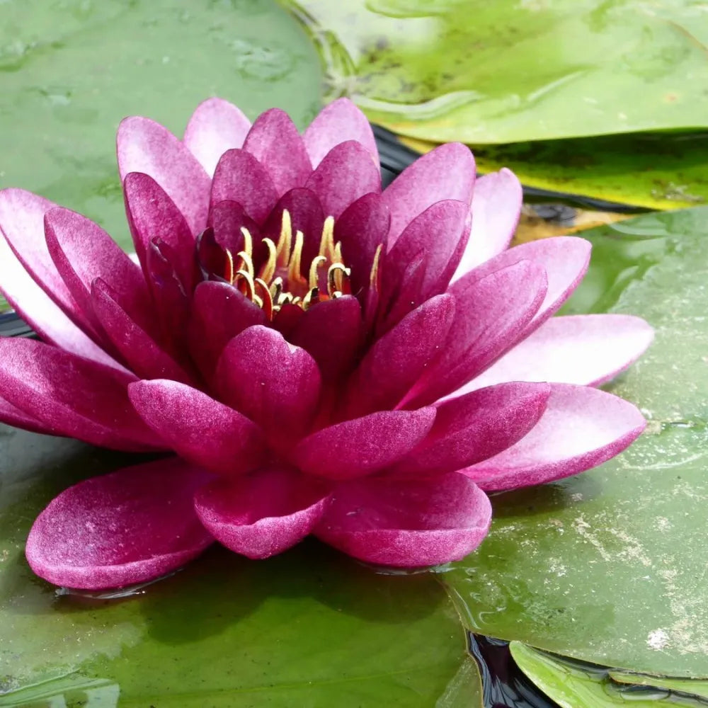 Nymphaea ‘Almost Black’ | ‘Almost Black’ water lily