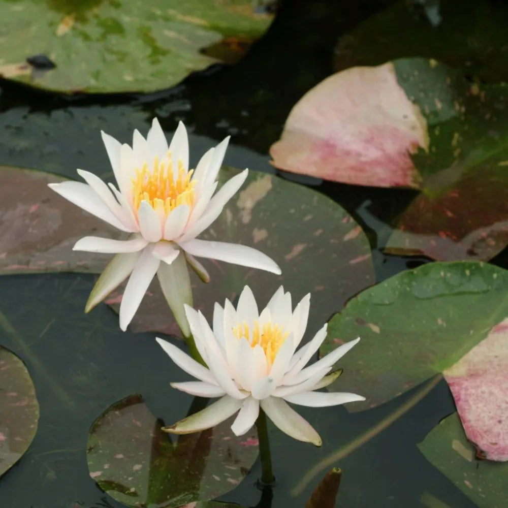Nymphaea ‘Arc‑en‑Ciel’ | ‘Arc‑en‑Ciel’ water lily – Woven Wood