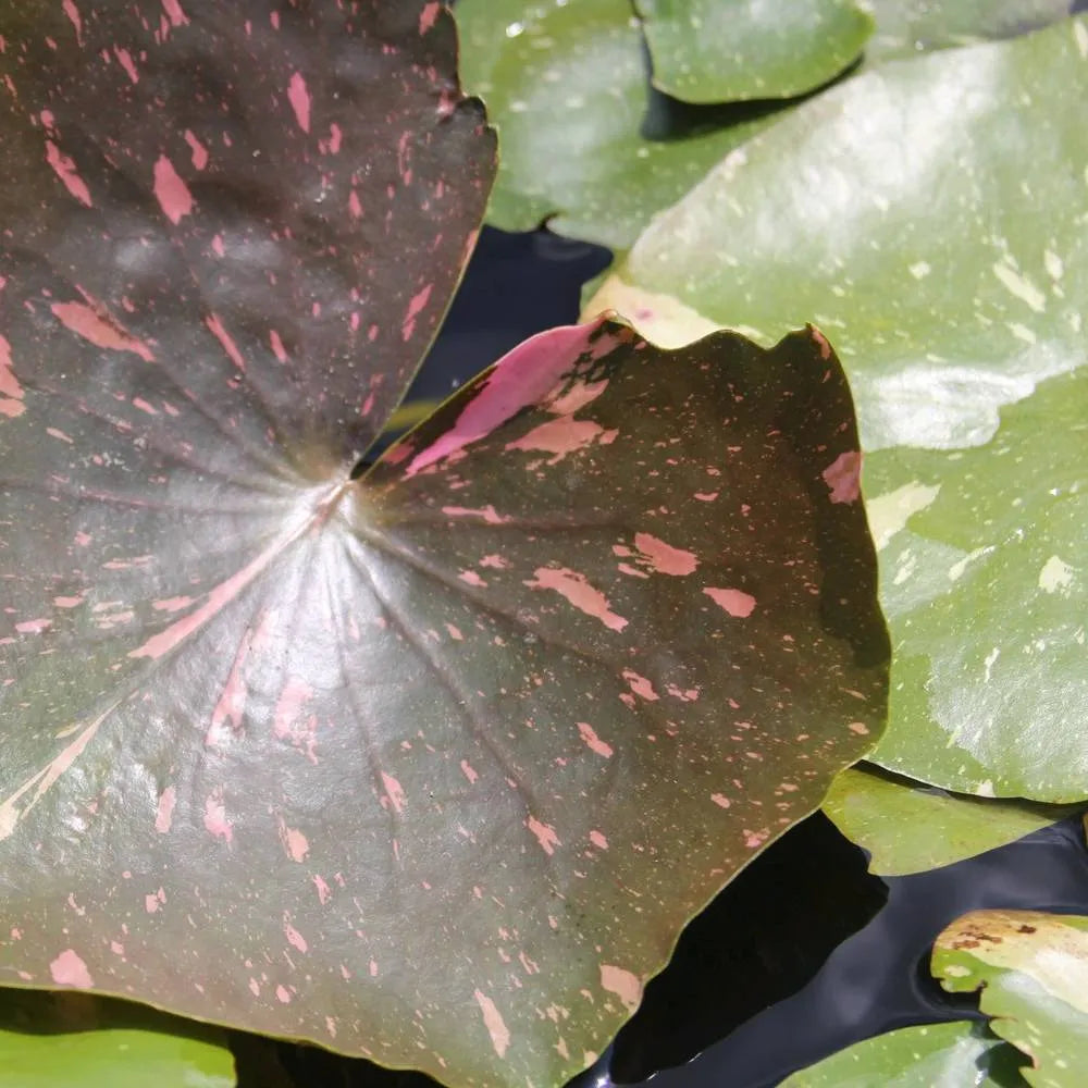 Nymphaea ‘Arc‑en‑Ciel’ | ‘Arc‑en‑Ciel’ water lily