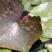 Nymphaea ‘Arc‑en‑Ciel’ | ‘Arc‑en‑Ciel’ water lily