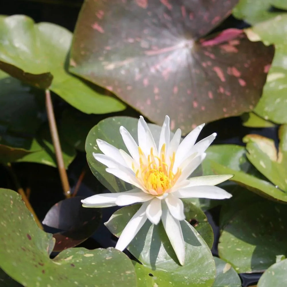Nymphaea ‘Arc‑en‑Ciel’ | ‘Arc‑en‑Ciel’ water lily
