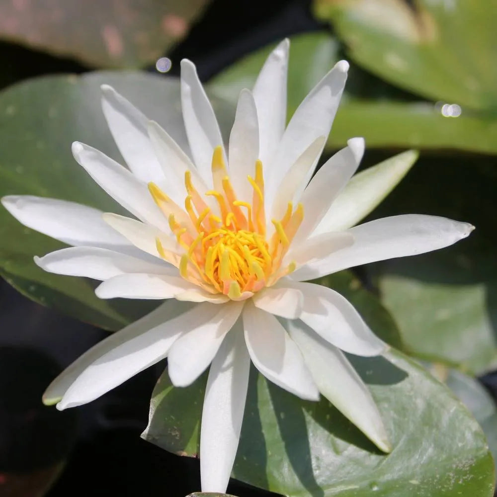 Nymphaea ‘Arc‑en‑Ciel’ | ‘Arc‑en‑Ciel’ water lily