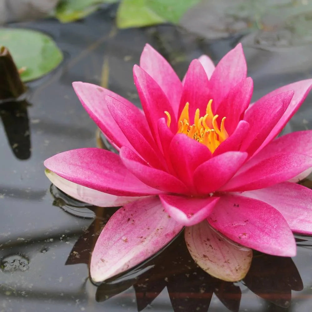 Nymphaea ‘Attraction’ | ‘Attraction’ water lily