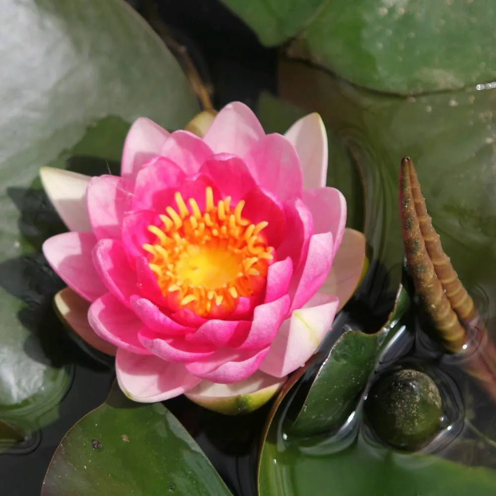 Nymphaea ‘Attraction’ | ‘Attraction’ water lily