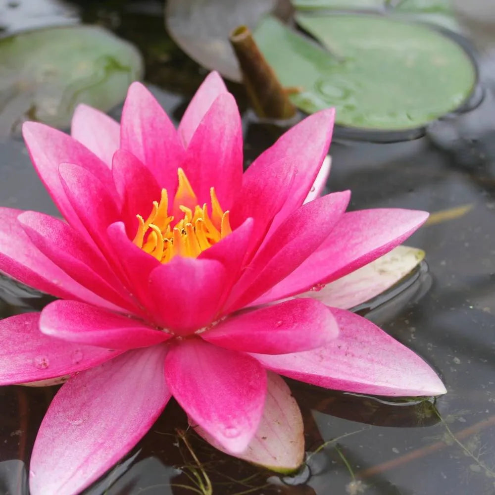Nymphaea ‘Attraction’ | ‘Attraction’ water lily
