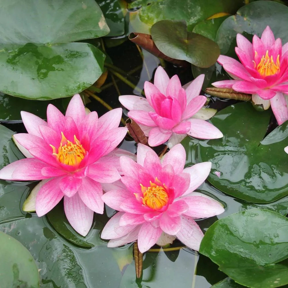 Nymphaea ‘Attraction’ | ‘Attraction’ water lily
