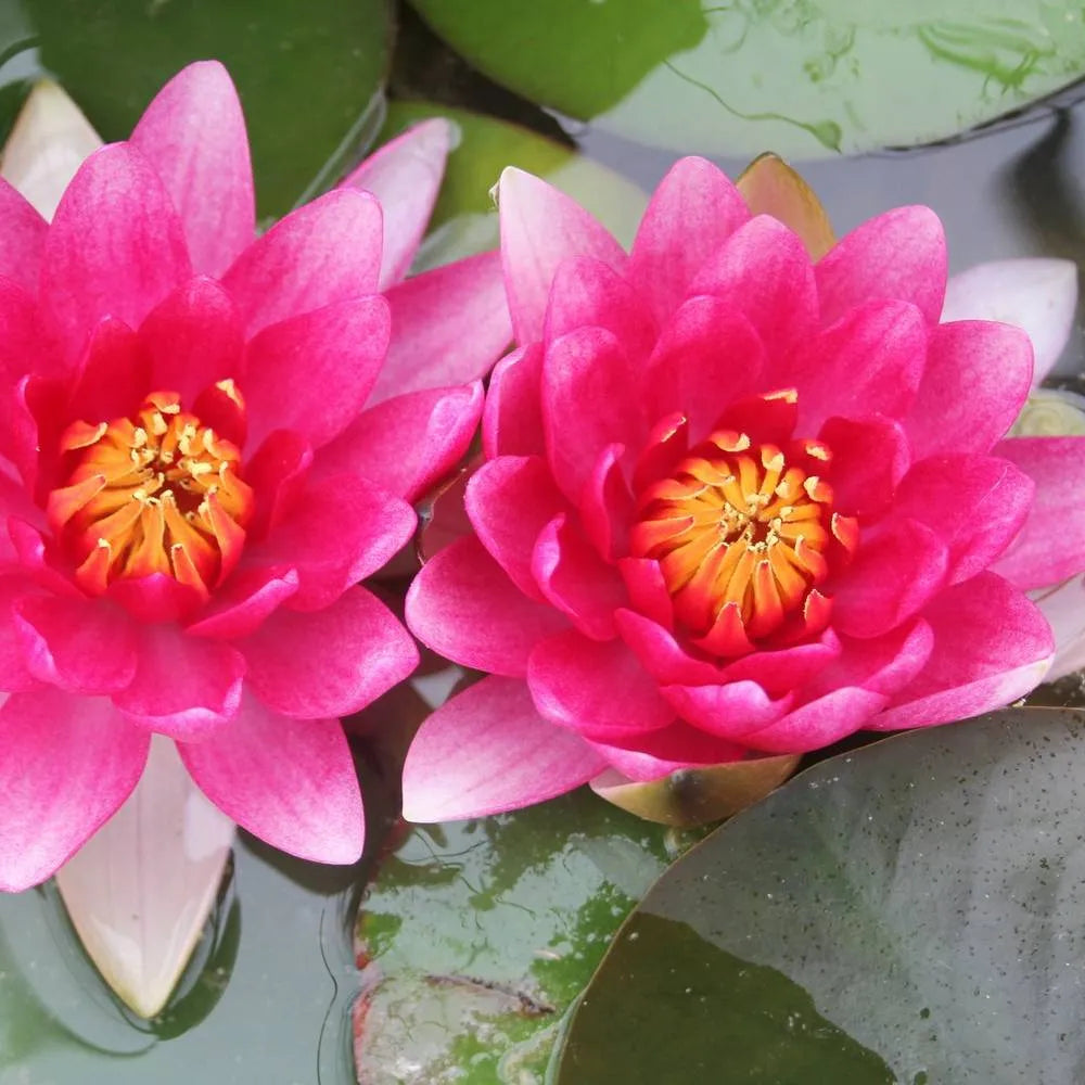 Nymphaea ‘Attraction’ | ‘Attraction’ water lily