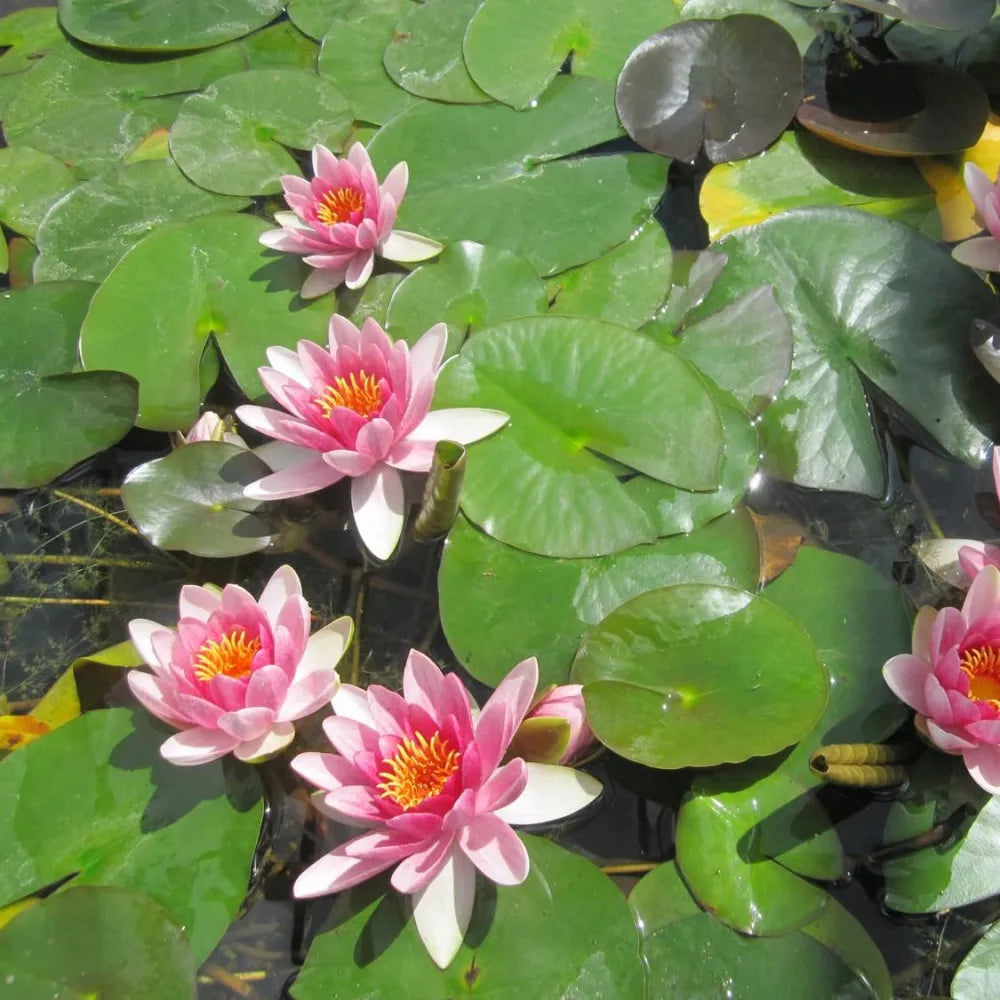 Nymphaea ‘Attraction’ | ‘Attraction’ water lily