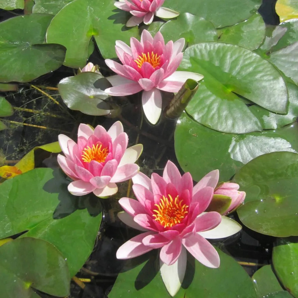 Nymphaea ‘Attraction’ | ‘Attraction’ water lily
