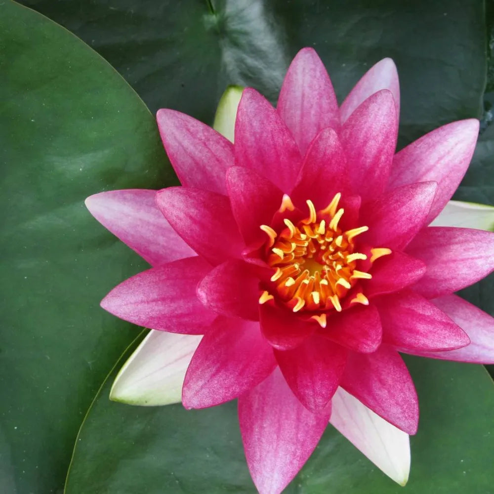 Nymphaea ‘Attraction’ | ‘Attraction’ water lily
