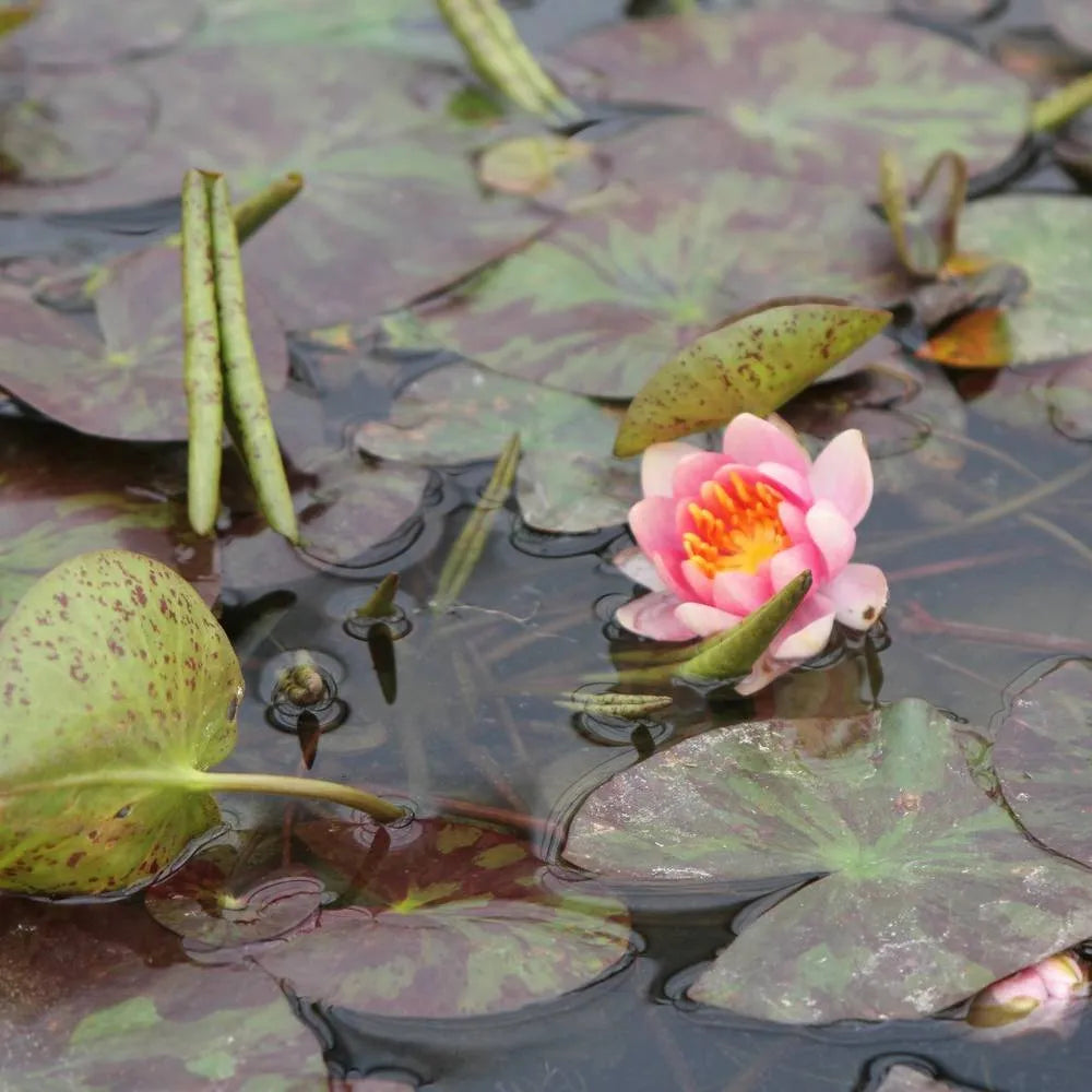 Nymphaea ‘Aurora’ | ‘Aurora’ water lily – Woven Wood