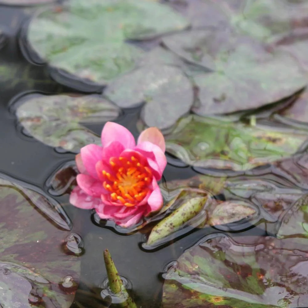 Nymphaea ‘Aurora’ | ‘Aurora’ water lily