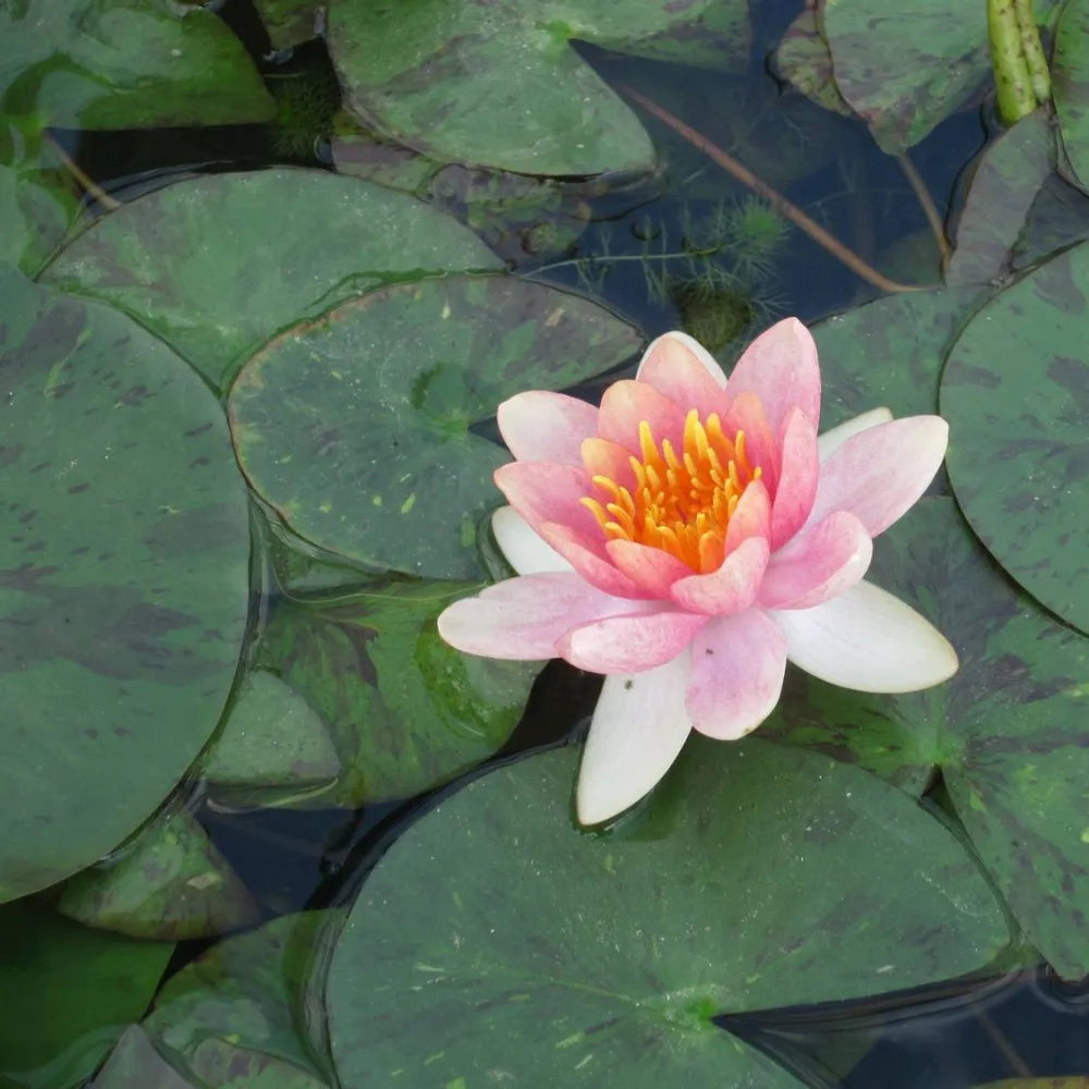 Nymphaea ‘Aurora’ | ‘Aurora’ water lily